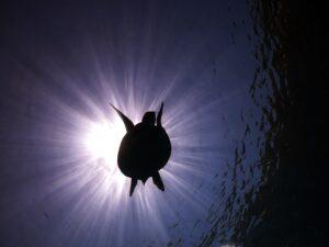 PADI Scuba Diving Cost